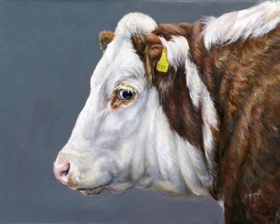 Hereford cow/ heifer cow portrait