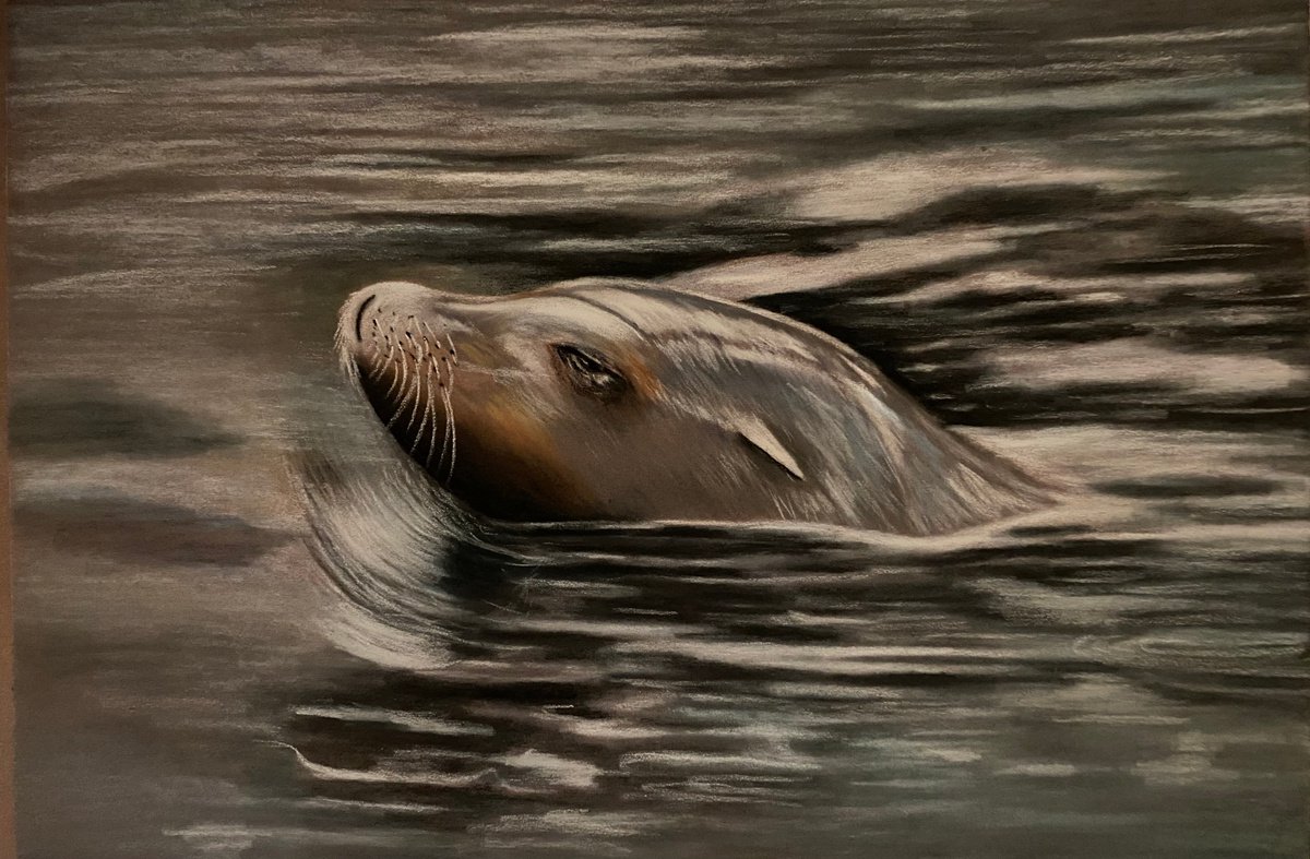 Sea lion by Maxine Taylor