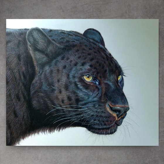 Panther - Black Leopard