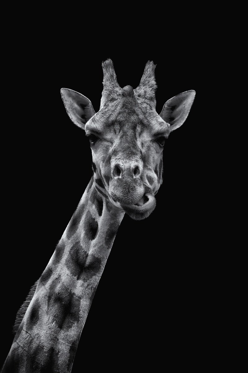 Animal Photograph By Paul Nash, 16 X 24", Giraffe Observing, Original Artwork