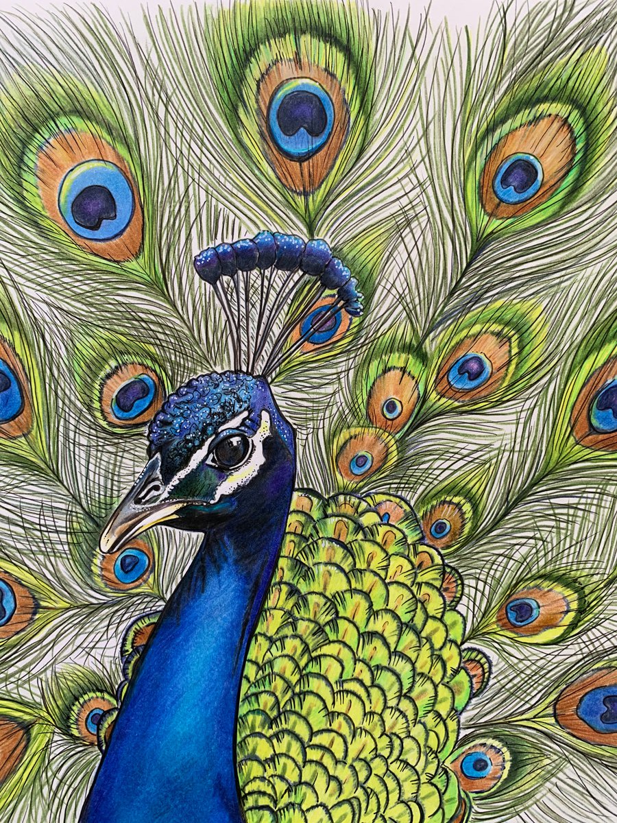 Peacock by Karen Elaine Evans
