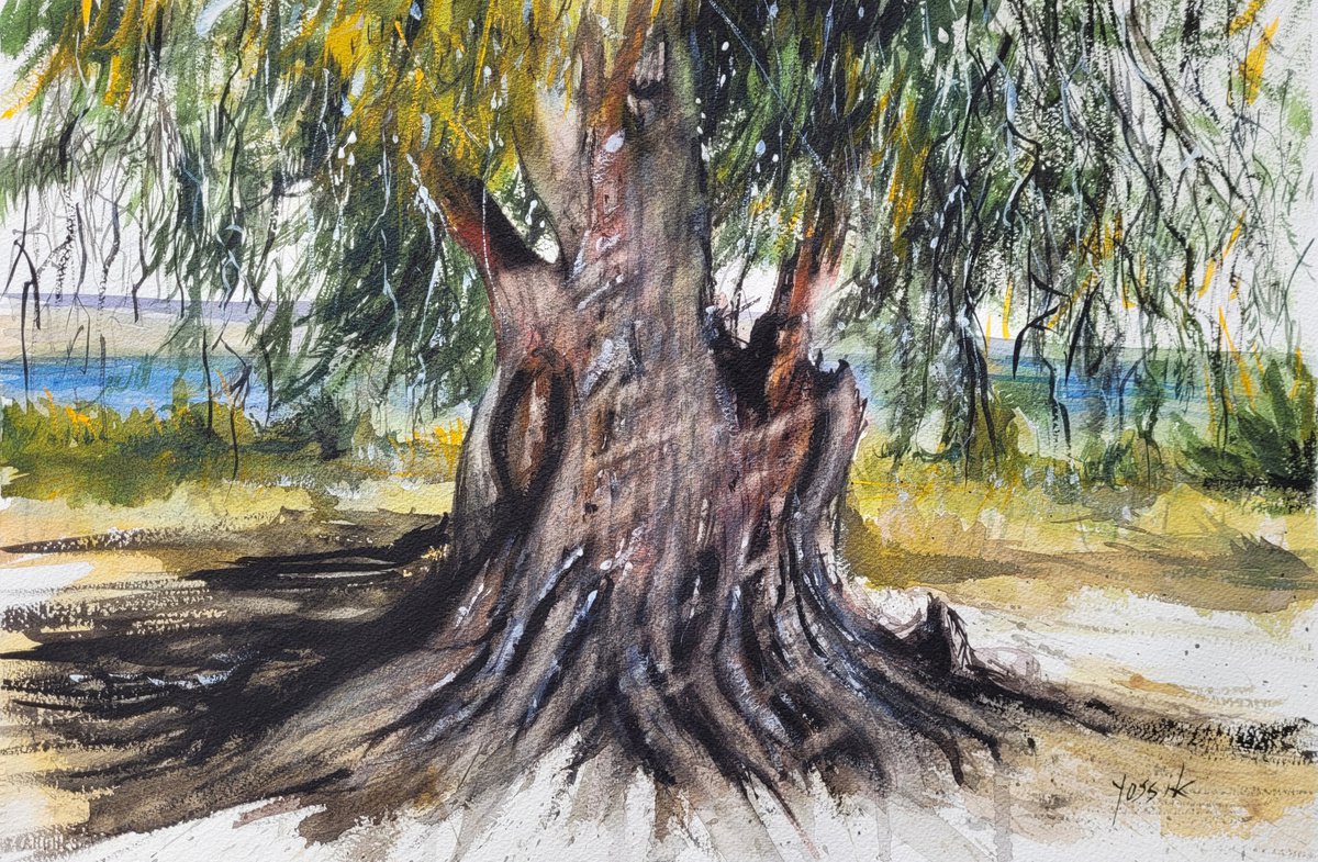 ancient eucalyptus tree by Yossi Kotler