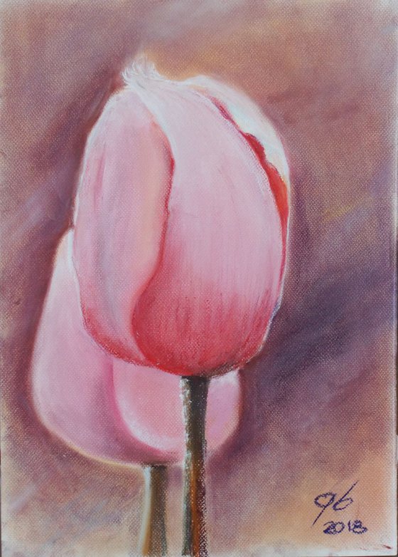 Pink Tulips.