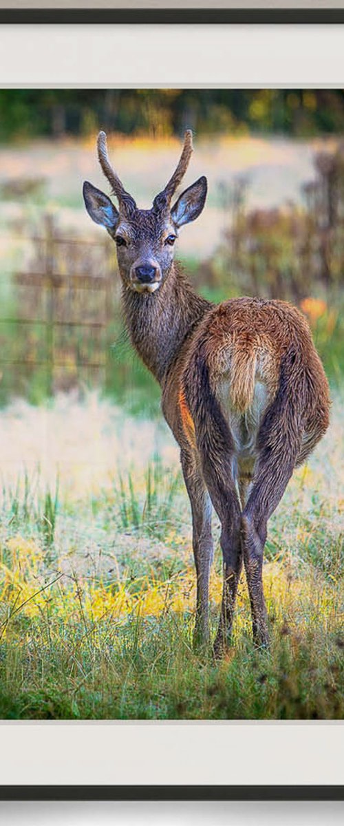 Who goes there... by Lynne Douglas