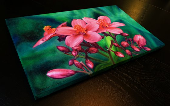 Pink (Peregrina Fire Hedge, jatropha integerrima, realistic flower)