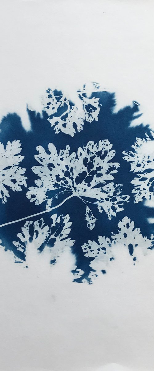 Cyanotype with Winter Leaves 25 by Jayne Simmonds