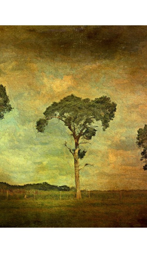 The Three Trees by Martin  Fry