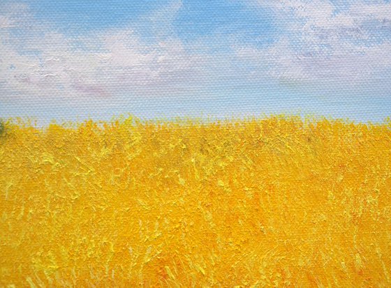 Wheat field  in summer