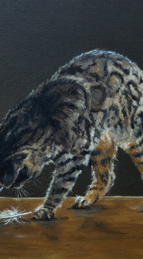 Cat with red kite feather by Tom Clay