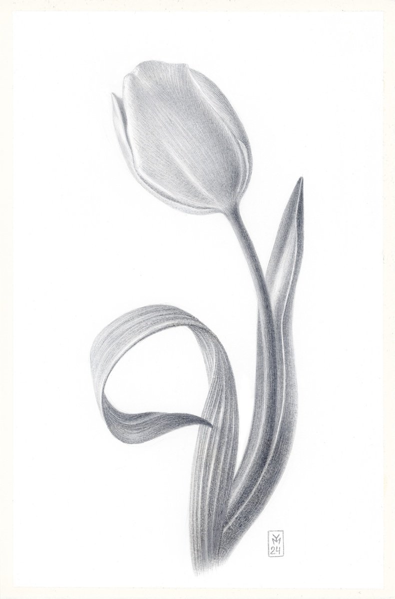 Graphic Botanical Drawing By Yuliia Moiseieva, 7 X 11", Dancing Tulip, Original Artwork