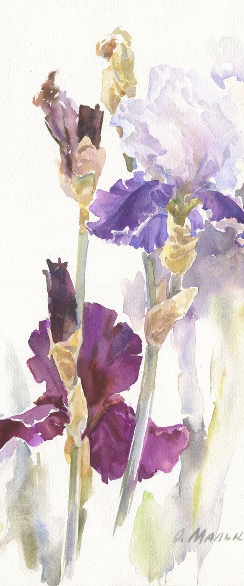 Two irises / ORIGINAL watercolor 11x15in (28x38cm) by Olha Malko