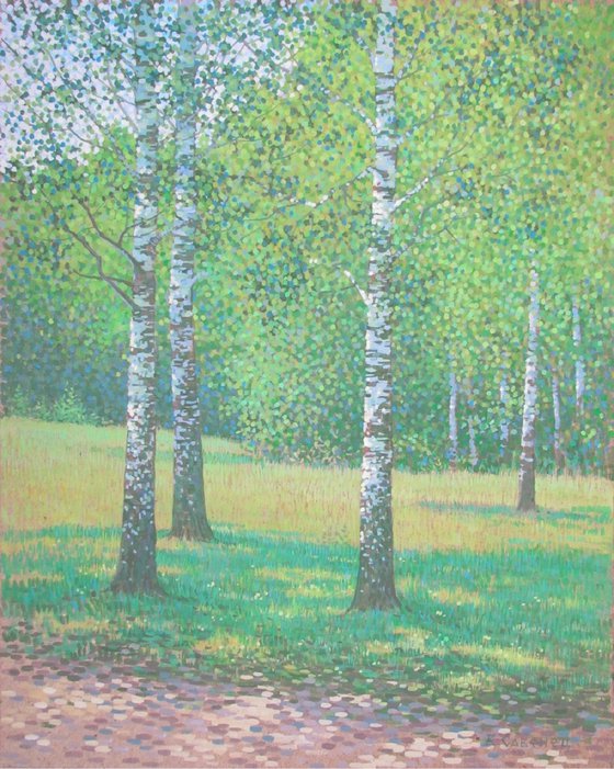 Birch trees. May