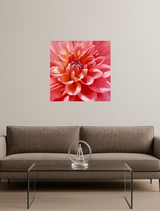 Radiant Bloom