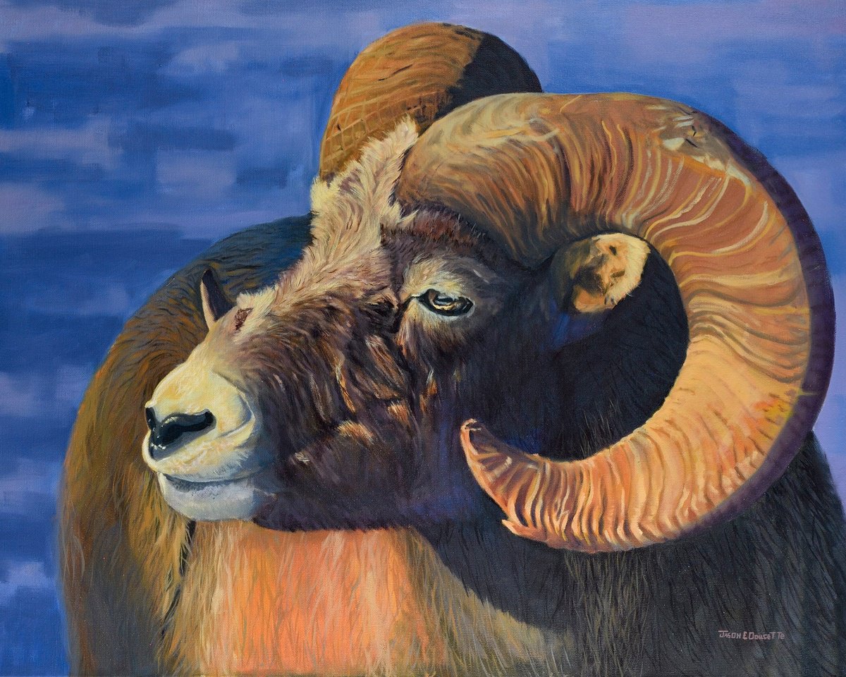Sun’s Warmth - Big Horn Sheep by Jason Edward Doucette