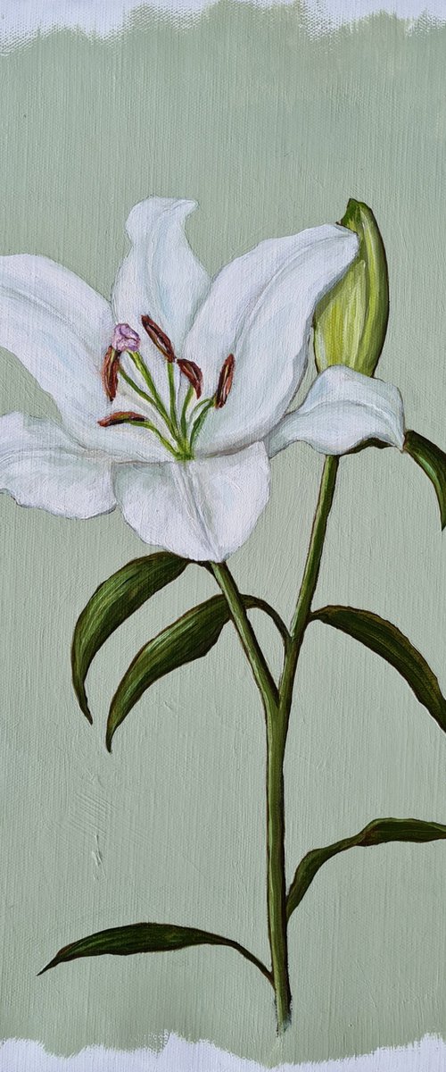 Oriental Lily Study 1 by Katia Bellini