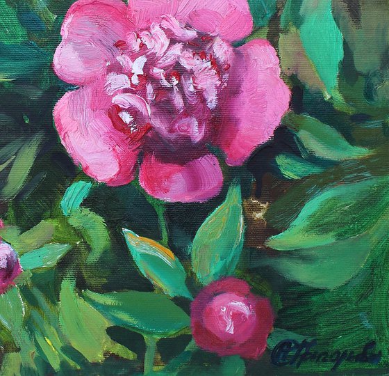 Small peony