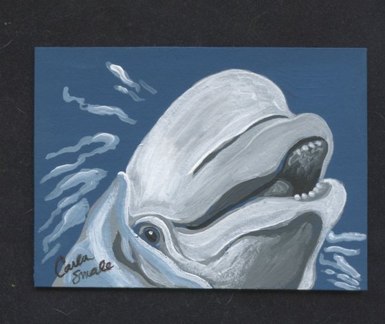 Beluga Whale