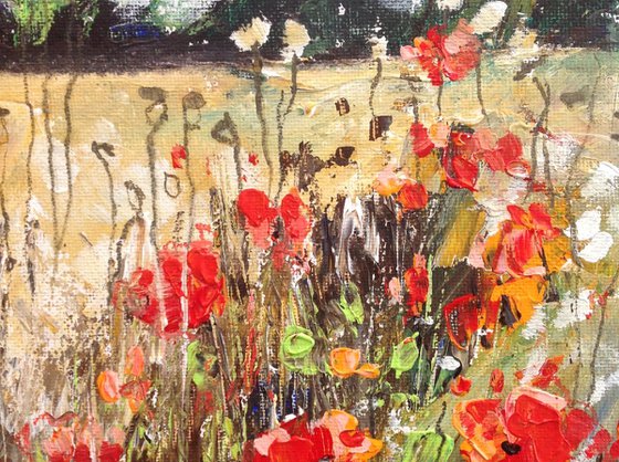 Cornfield Poppies