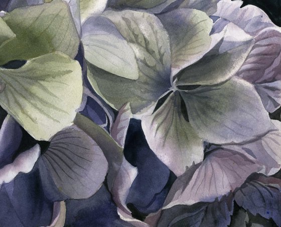 spring hydrangea watercolor