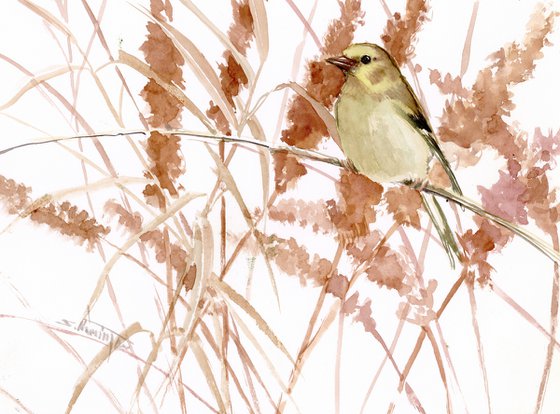 American Goldfinch, female