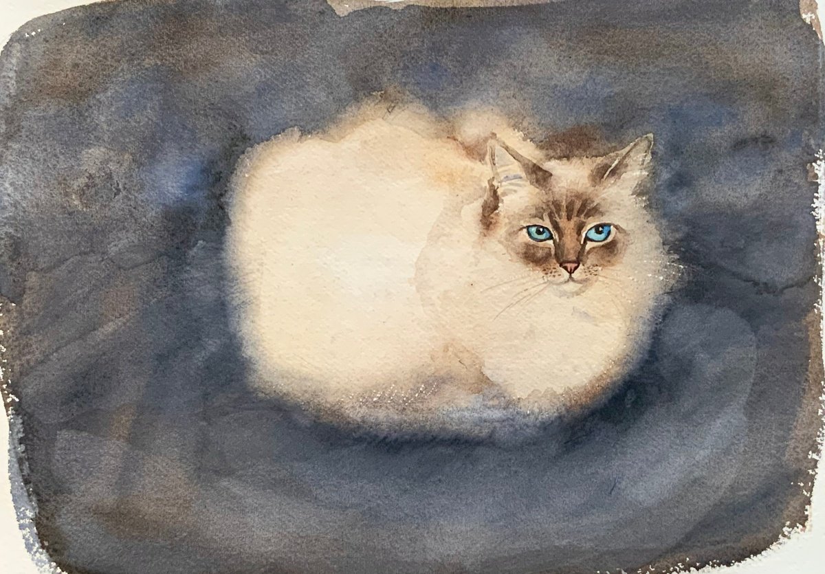 Impressionistic Animal Watercolour By Mary Stubberfield, 16 X 11", Burmese Cat Loaf, Original Artwork