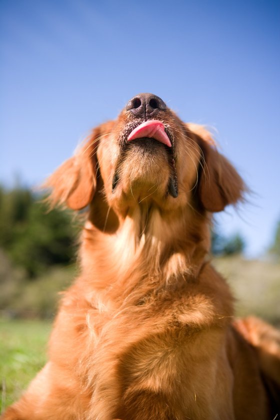 Golden Tongue