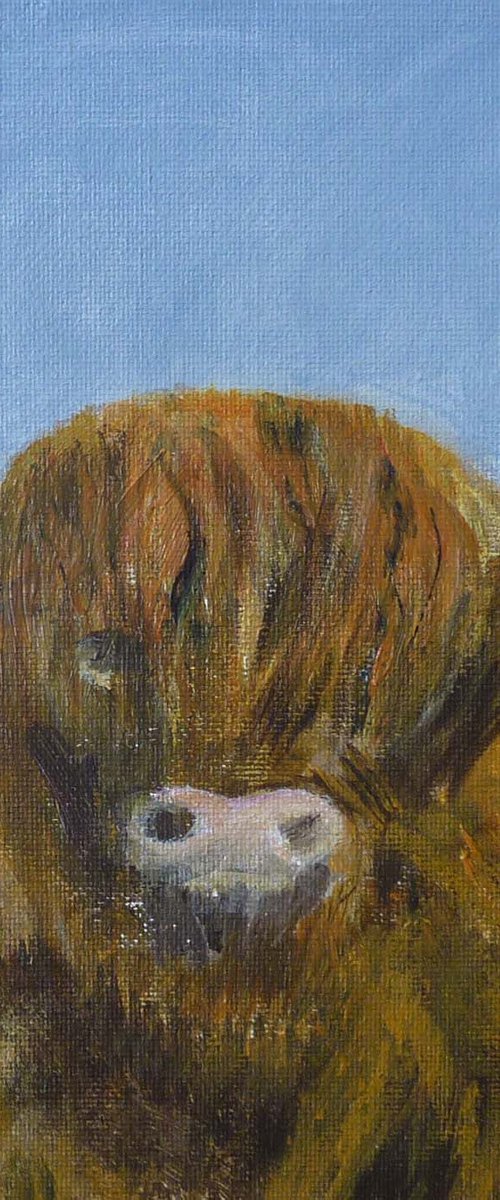 Hamish The Heilan' Coo. by Margaret Denholm