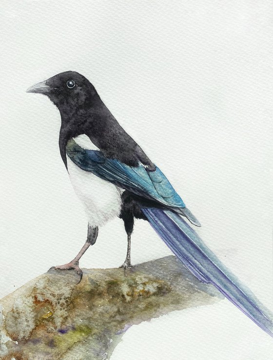 Watercolour bird magpie sitting on a branch in the rays of the sun 5