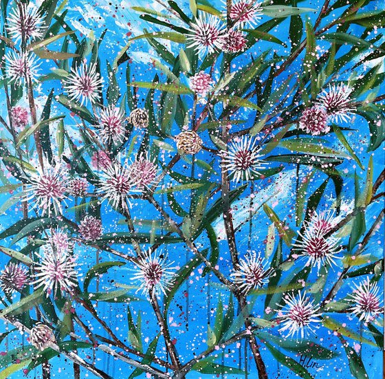 A Blue Sky Full of Stars - Hakea Laurina (Pincushion Hakea) By HSIN LIN