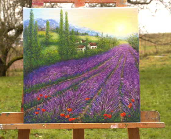 Lavender in Provence