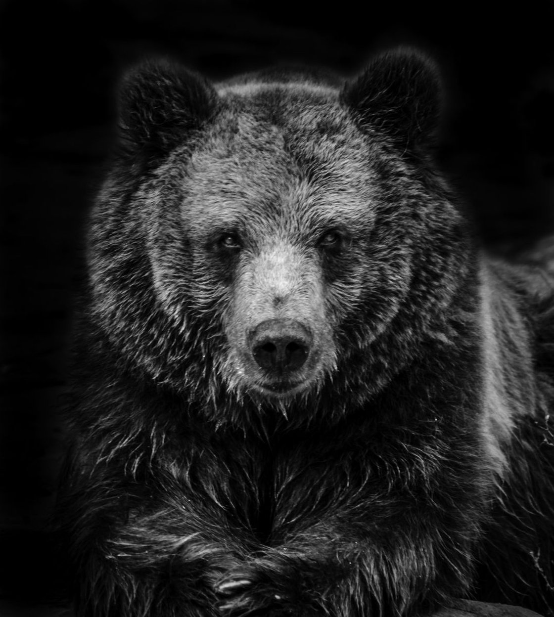 Brown Bear Photograph by Ricky Robinson | Artfinder