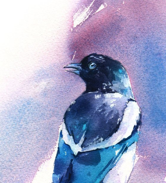 Magpie bird