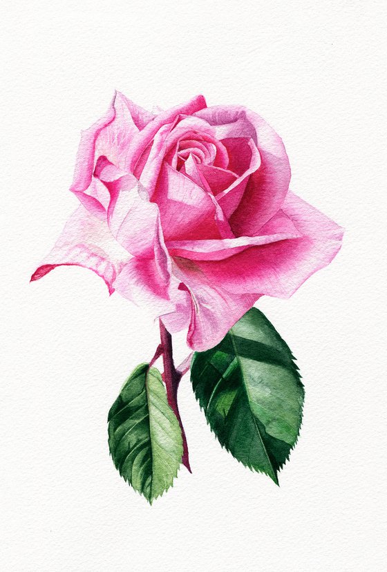 Pink rose