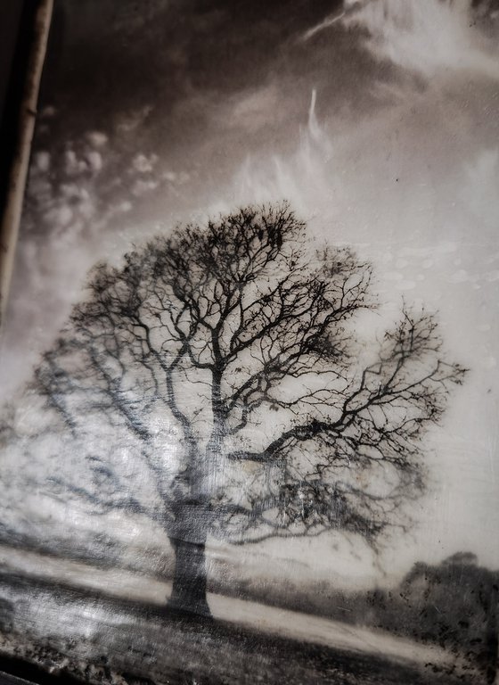 Hagley Tree Cloudscene