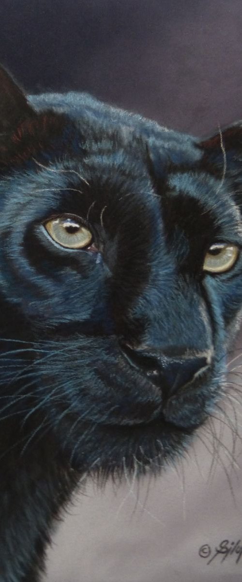 Black Panther by Silvia Frei
