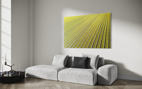 YELLOW TULIPS