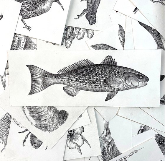 Redfish Study  Red fish, Drawings, Illustration