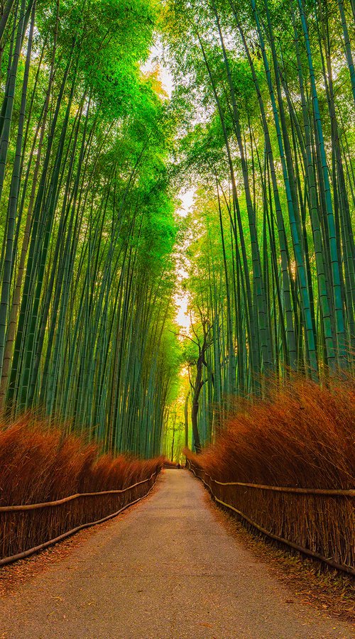 Bamboo Forest by Nick Psomiadis