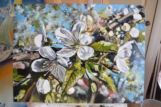 Cherry Blossom
