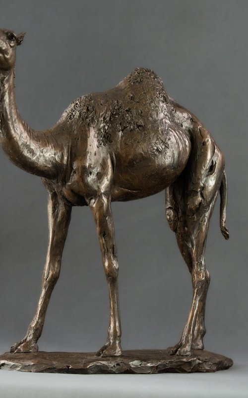 Camel  Bronze Resin sculpture by Tanya Russell