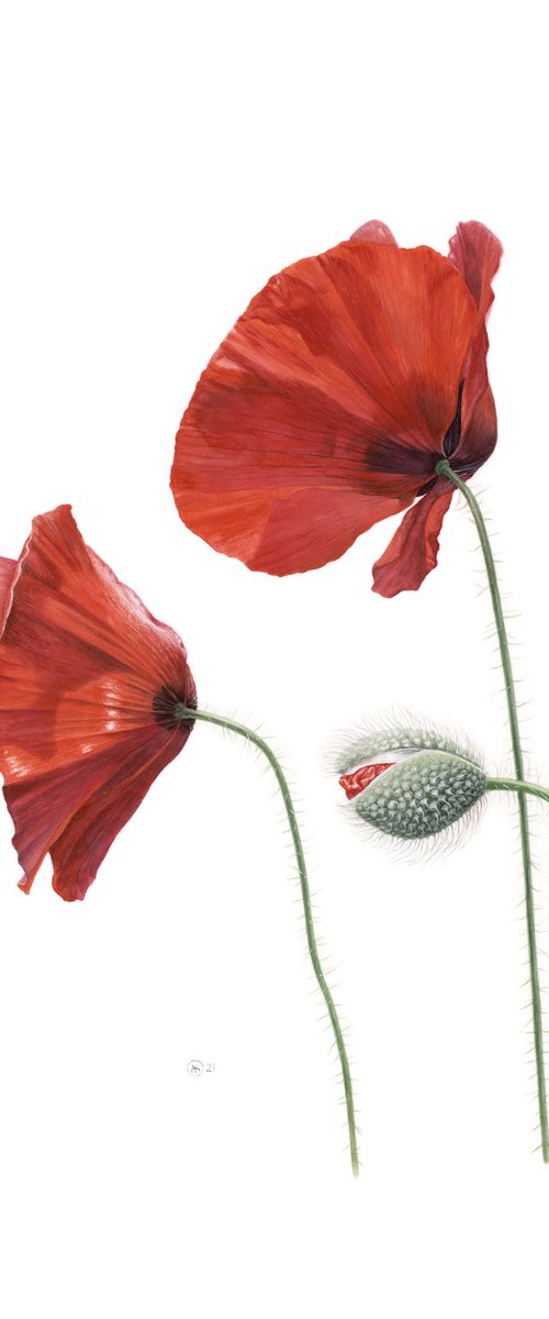 Red Poppies by Yuliia Moiseieva