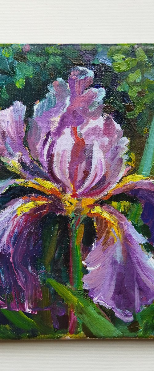 Iris flower by Ann Krasikova