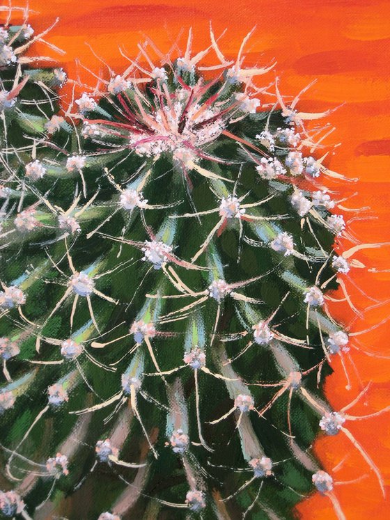 Cactus against an Orange background