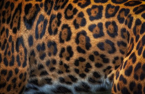 Jaguar coat abstract by Paul Nash