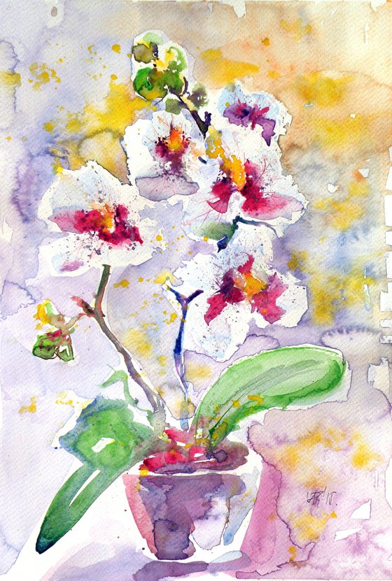 Orchidea