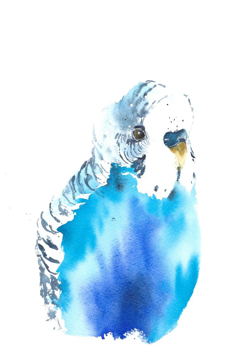 Budgie parakeet tropical bird artwork, watercolor illustration by Tanya Amos