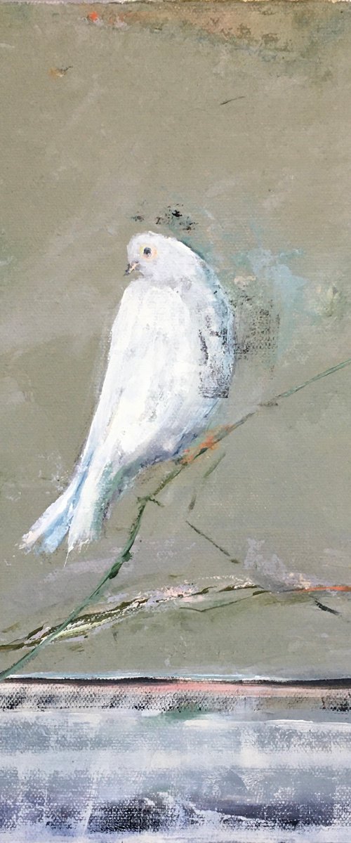 White, White Dove by Rebecca Pells