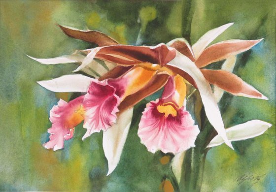 A painting a day #16 "Nun's orchid"