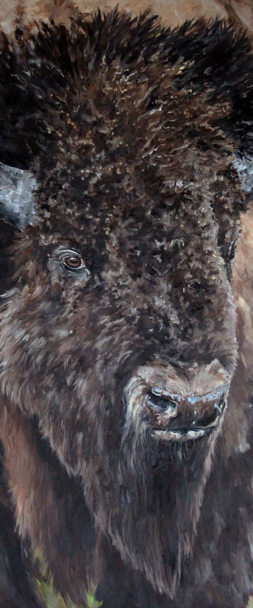 Wildlife - Buffalo - Bison - "Prairie Sentinel" by Katrina Case