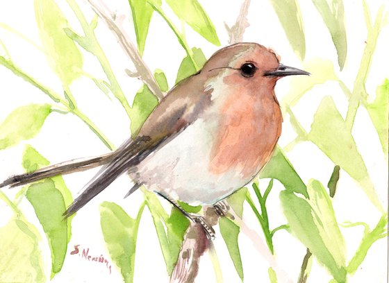European Robin